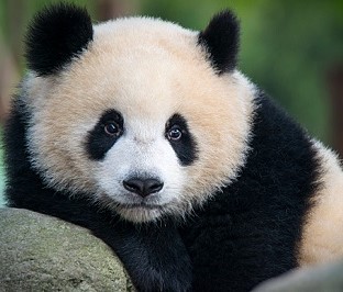 Picture of a Panda