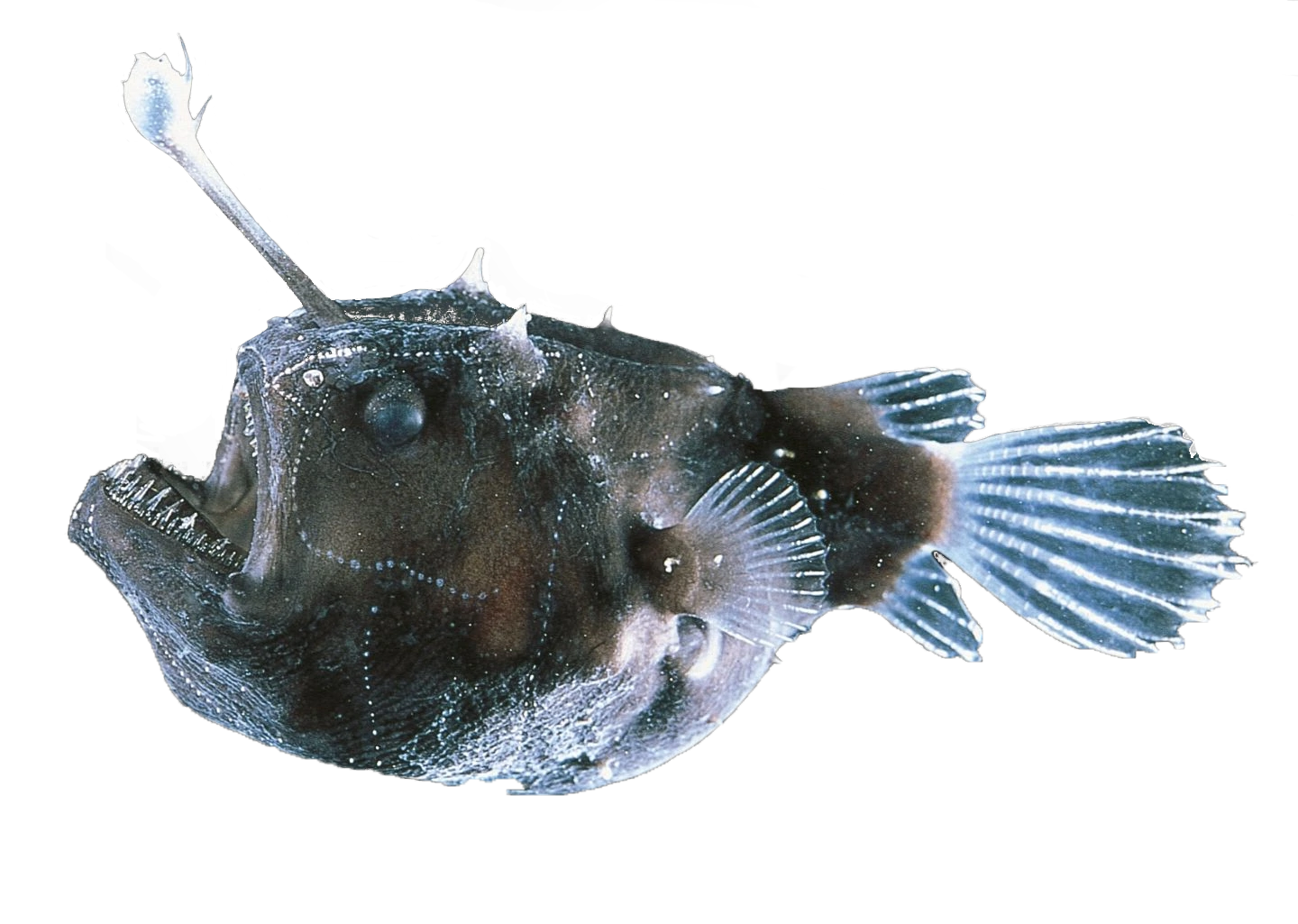 anglerfish