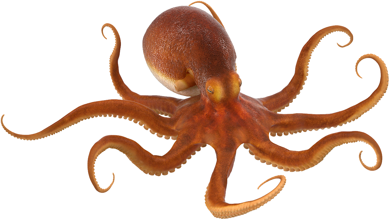 octopus