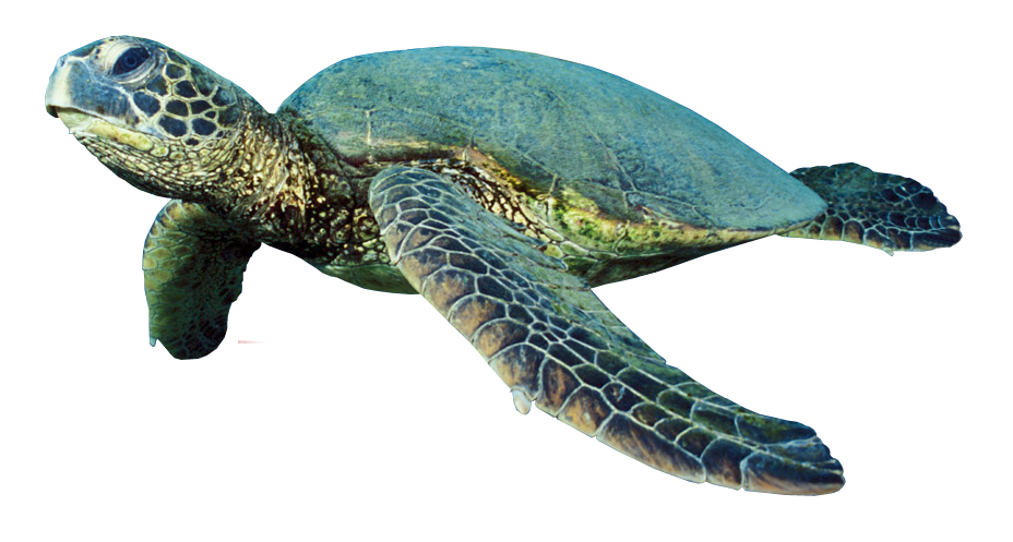 sea turtle